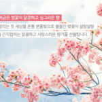케라시스 퍼퓸 샴푸 체리 블라썸 1L 2개, 머리 말린 뒤에도 은은한 꽃향이 남는 샴푸 상품 이미지 1
