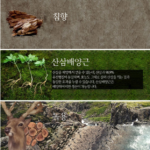 종근당 침향환 골드 60환 가격 프리미엄 효능 성분 차이는? 상품 이미지 6