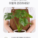 몬스테라 화분 꽃 키우기 물주기, 잎이 자꾸 커지는 비결은? 상품 이미지 3
