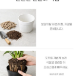 몬스테라 화분 꽃 키우기 물주기, 잎이 자꾸 커지는 비결은? 상품 이미지 4