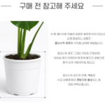 몬스테라 화분 꽃 키우기 물주기, 잎이 자꾸 커지는 비결은? 상품 이미지 5