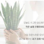 몬스테라 화분 꽃 키우기 물주기, 잎이 자꾸 커지는 비결은? 상품 이미지 6