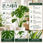 몬스테라 화분 꽃 키우기 물주기, 잎이 자꾸 커지는 비결은?