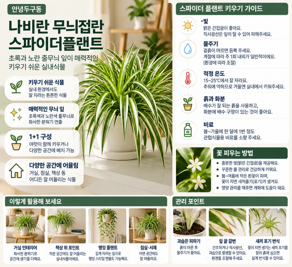 안녕두구동 나비란 무늬접란 스파이더플랜트스파이더 플랜트 식물 키우기 어렵지 않을까? 꽃 피우려면 물주기부터 어떻게 해야 할까 제품 이미지
