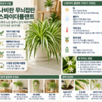 안녕두구동 나비란 무늬접란 스파이더플랜트스파이더 플랜트 식물 키우기 어렵지 않을까? 꽃 피우려면 물주기부터 어떻게 해야 할까
