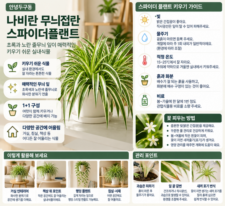 안녕두구동 나비란 무늬접란 스파이더플랜트스파이더 플랜트 식물 키우기 어렵지 않을까? 꽃 피우려면 물주기부터 어떻게 해야 할까