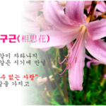 상사화 꽃무릇 차이 9월에 본 빨간 꽃 상사화인 줄 알았다면? 상품 이미지 2