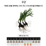 상사화 꽃무릇 차이 9월에 본 빨간 꽃 상사화인 줄 알았다면? 상품 이미지 3