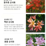 상사화 꽃무릇 차이 9월에 본 빨간 꽃 상사화인 줄 알았다면? 상품 이미지 4