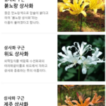 상사화 꽃무릇 차이 9월에 본 빨간 꽃 상사화인 줄 알았다면? 상품 이미지 5