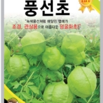 풍선초 꽃 화분 키우기 시작했는데 열매열어보니 씨앗에 하트가 있다고? 상품 이미지 2