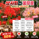 상사화 꽃무릇 차이 9월에 본 빨간 꽃 상사화인 줄 알았다면?